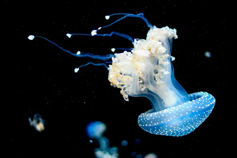 Cover Image for Capturing the Beauty of Underwater Life: Tips for Shooting Jellyfish