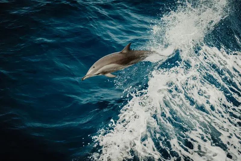 Cover Image for Capturing Marine Life: Tips for Underwater Photography