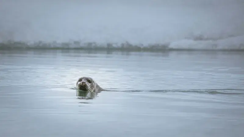 Cover Image for Capturing the Ocean: Tips for Photographing Marine Wildlife