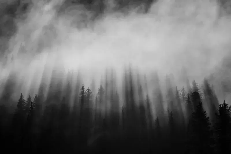 Cover Image for Capturing the Ethereal Beauty of Pine Forests in Fog