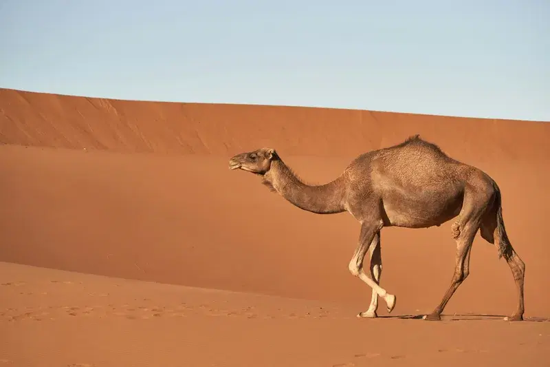 Cover Image for Capturing the Beauty of the Desert: Tips for Stunning Photography