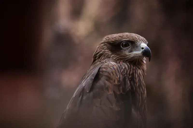 Cover Image for Capturing Wildlife: Tips for Photographing Birds in Their Natural Habitat