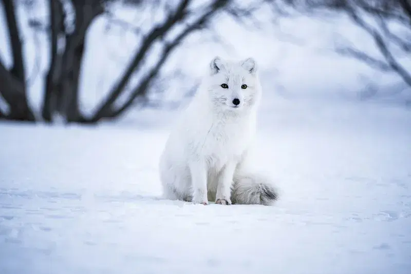 Cover Image for Capturing Wildlife: Tips for Photographing Animals in Snowy Landscapes