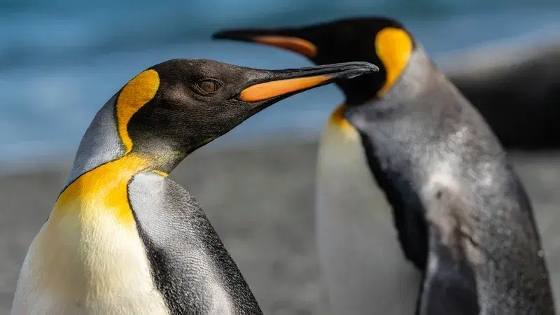 Cover Image for Capturing the Essence of Wildlife: Tips for Photographing Penguins in Their Natural Habitat