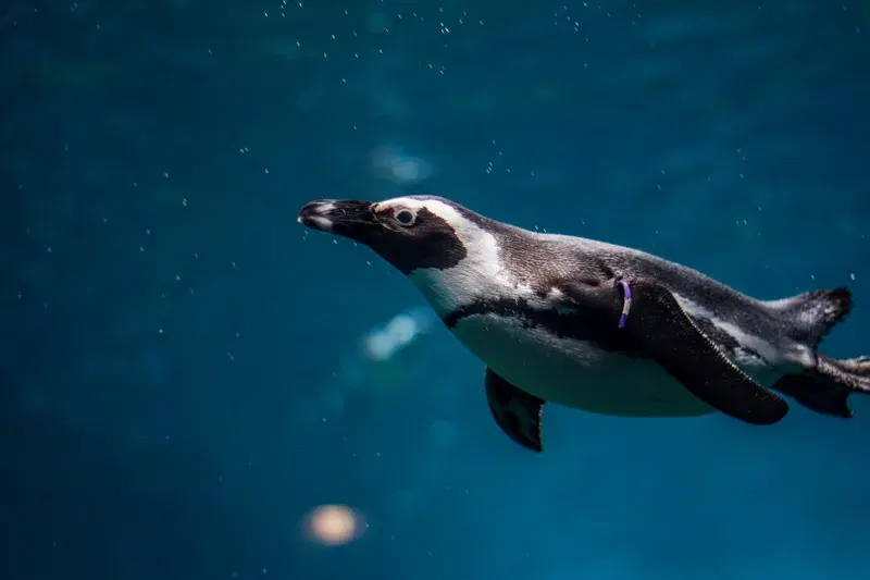 Cover Image for Capturing Wildlife: Tips for Underwater Photography with Penguins