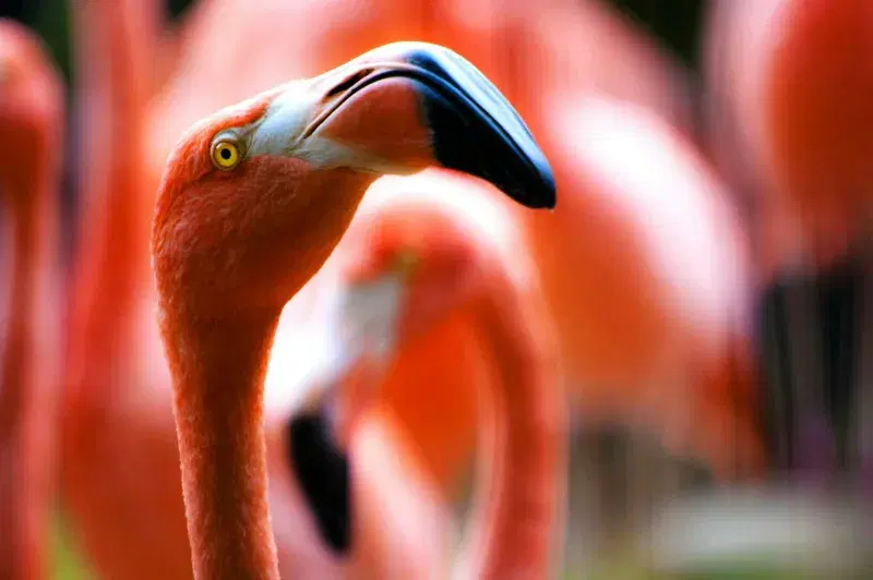 Cover Image for Mastering Tilt-Shift Photography: How to Photograph Flamingos