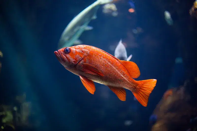 Cover Image for Exploring Underwater Photography: Techniques and Gear for Capturing Marine Life