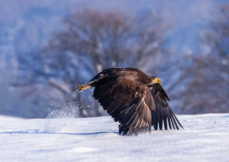 Cover Image for Capturing Wildlife: Tips for Photographing Birds in Their Natural Habitat